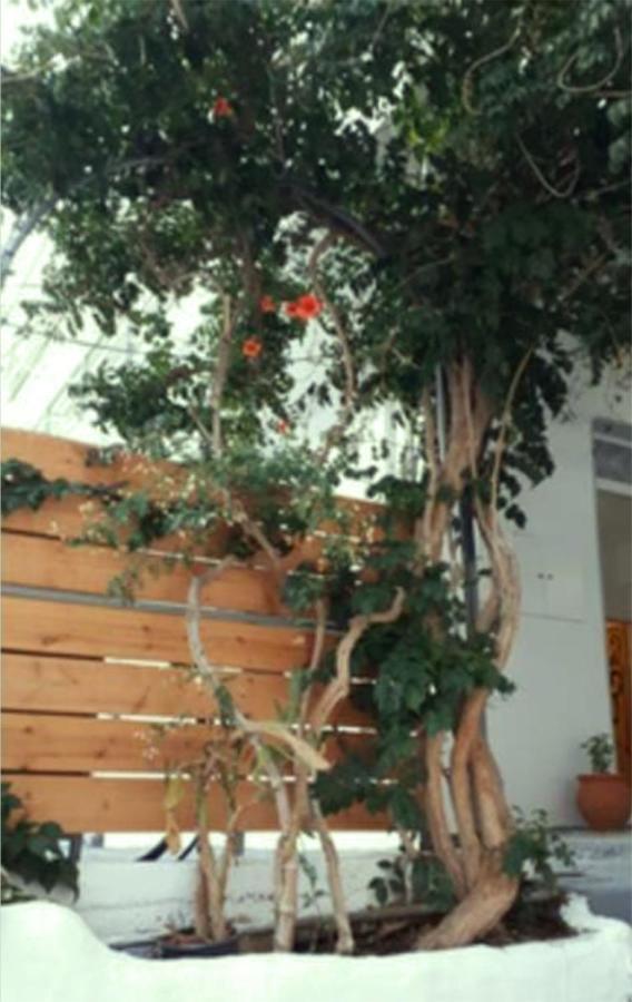 Apartmán Despina Garden View Agia Galini Exteriér fotografie